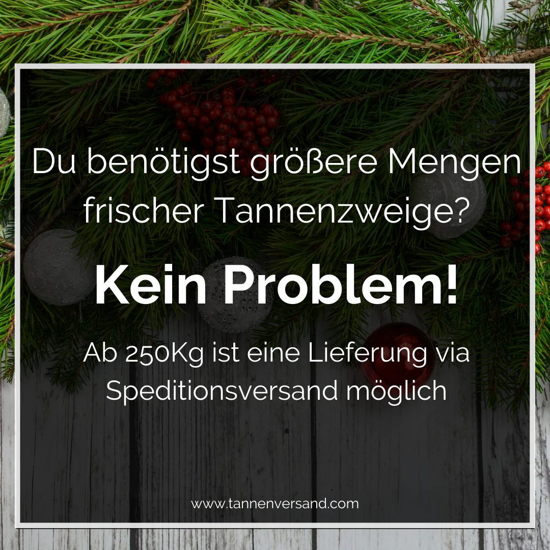 Tannengrün frische Strobe Seidenkiefer Weymouthkiefer - Image 4